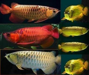   dolce acquario tropicale per pesci Arowana qualit�   Abbiamo qualit� pesci rossi e Super acqua dol