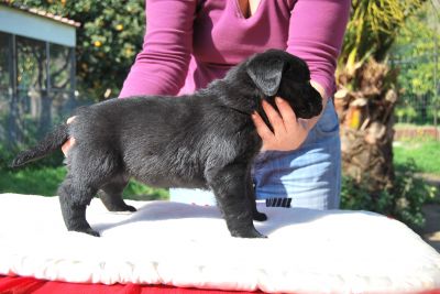 LABRADOR, FEMMINUCCE NERE