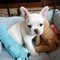 Disponibili cuccioli di bouledogue francese,/