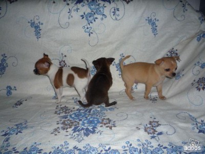 CHIHUAHUA MINI TOY MASCHIO E FEMMINA 