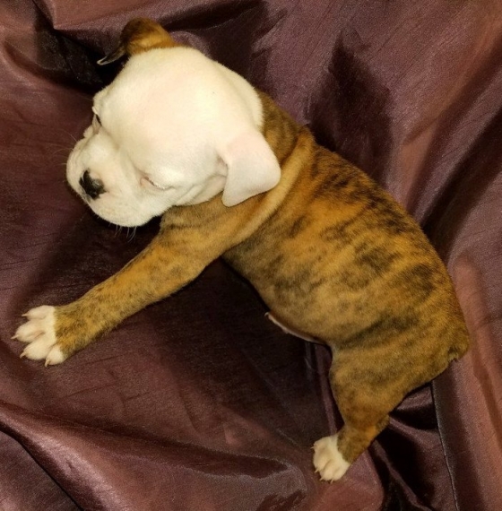 Regalo Bulldog inglese cuccioli disponibili