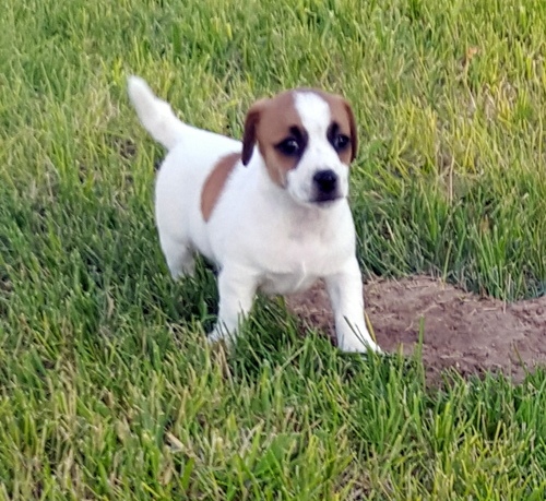 Regalo cuccioli di jack russell terrier disponibili per l'adozione