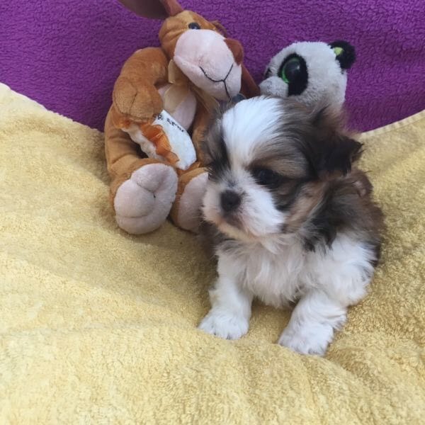 Molto bella e sani cuccioli di shih tzu per adozione maschi e femmine disponibili (gratis)