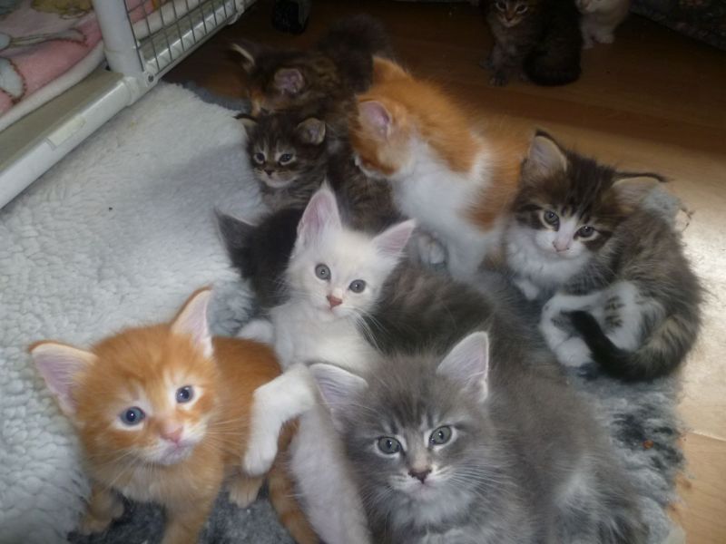 (GRATIS) Gattini maine coon  femmina e maschio