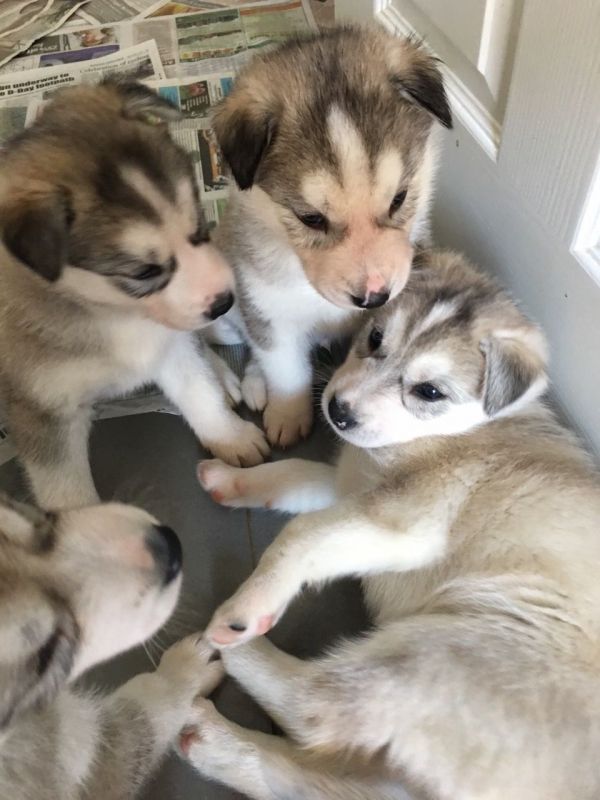Cuccioli husky siberiano in adozione !!!!!