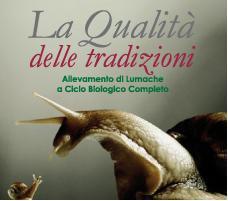 LUMACHE DA GASTRONOMIA VIVE ASCIUTTE E SPURGATE