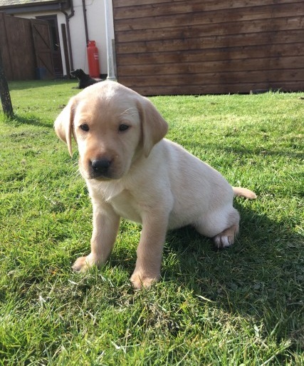Regalo cuccioli  di labrador
