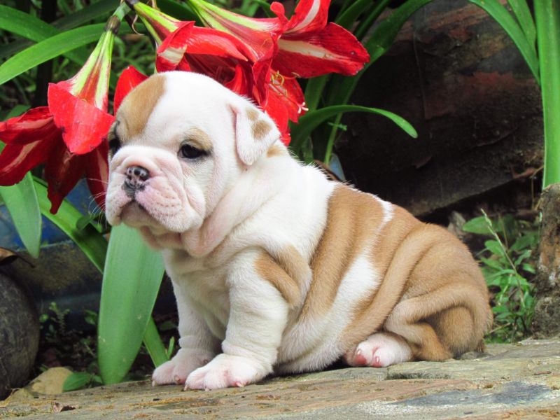 Regalo Cuccioli di Bulldog inglese maschio e femmina disponibili ,