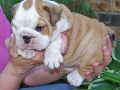 Cuccioli di bulldog versione inglese (gratuito)