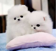 Regalo Volpini cuccioli di pomerania