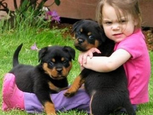  cuccioli di ROTTWEILER   per adozione ( maschio e femmina )