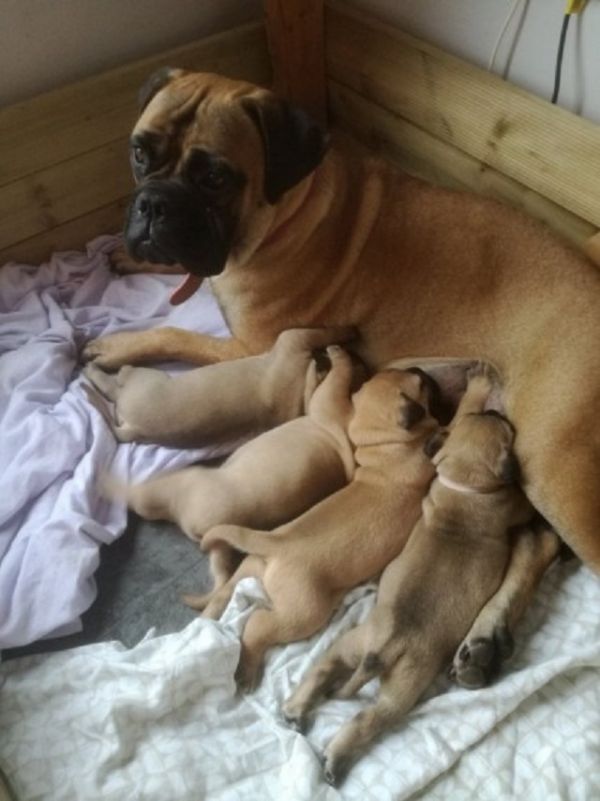 Regalo Bullmastiff    cuccioliato disponibili