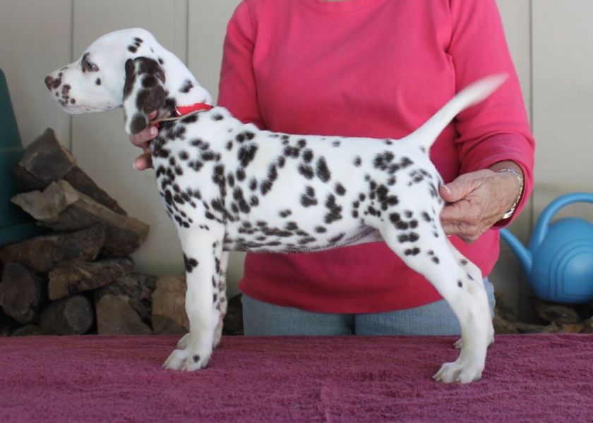 REGALO dalmata cuccioli