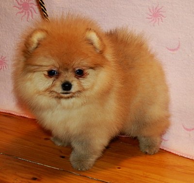 Volpini della pomerania