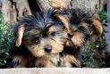 Yorkie cuccioli di charme a disposizione maschio e femmina