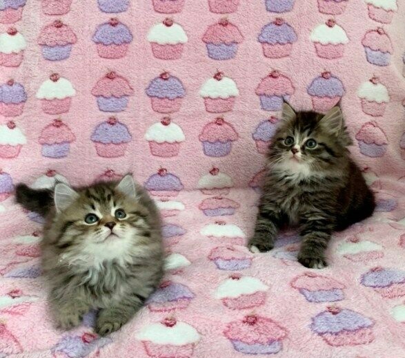  Gattini di Certosino Pedigree HCM, Fiv e Felv.