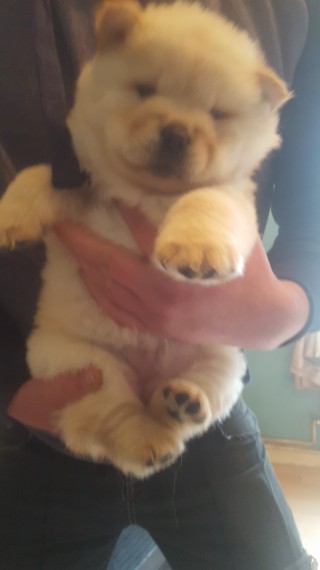  adorabili cuccioli di chow chow in regalo