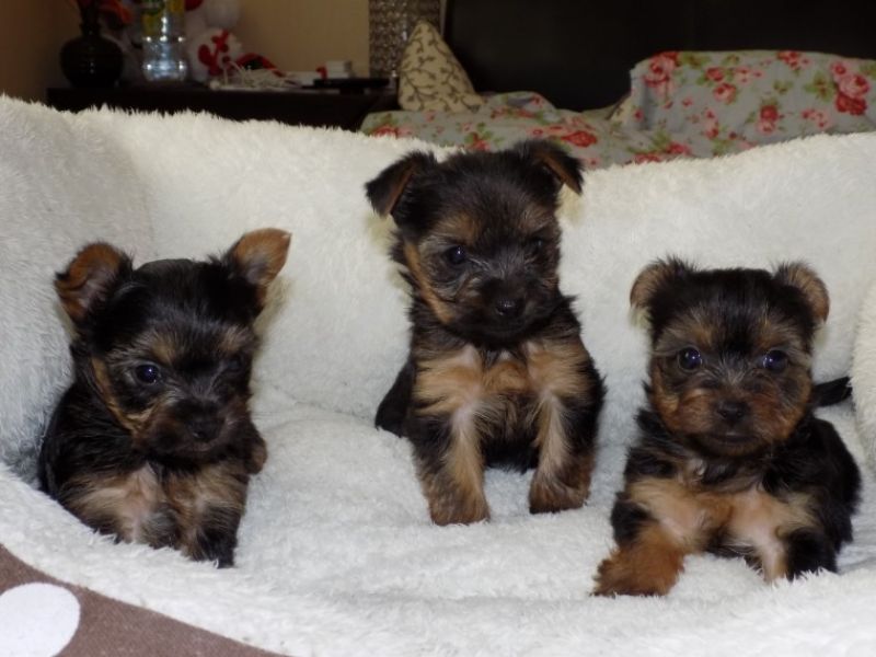 Regalo Yorkie cuccioli giocherelloni disponibili