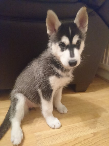 Regalo Siberian Husky cuccioli, maschio e femmina