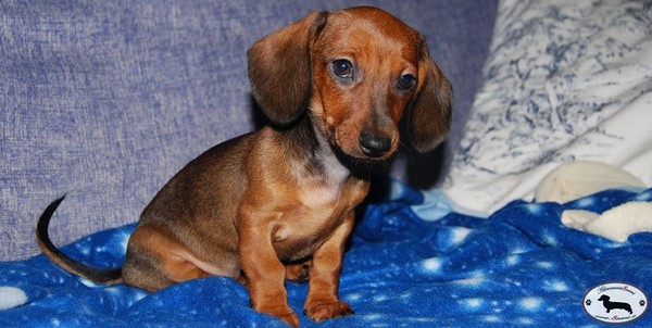 Bassoto CUCCIOLA