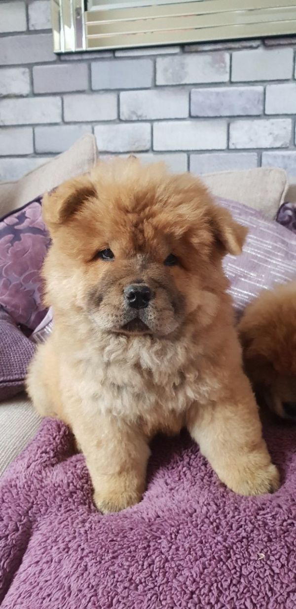 Cuccioli di Chow Chow