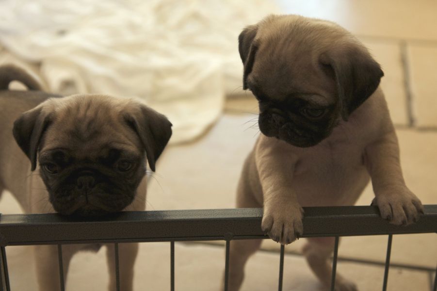 Molto bella e sani  cuccioli di carlino per adozione maschi e femmine disponibili (gratis) 