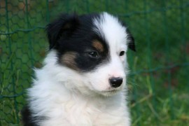 Adorali cuccioli di Border collie femminucce e maschietti disponibili per l'adozione gratuita i cucc