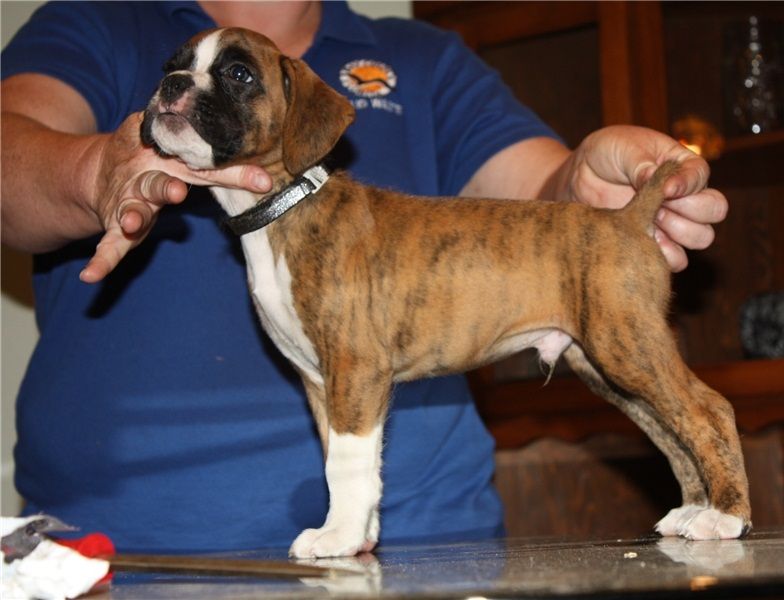 Regalo Cuccioli di boxer in pronta consegna i cuccioli verranno Dato dopo 90 giorni dalla nascita, p