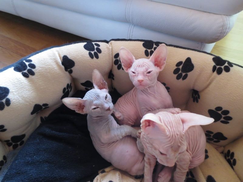 Pura razza  gattini di Sphynx  per adozione 