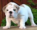 Maschio e femmina bulldog inglese