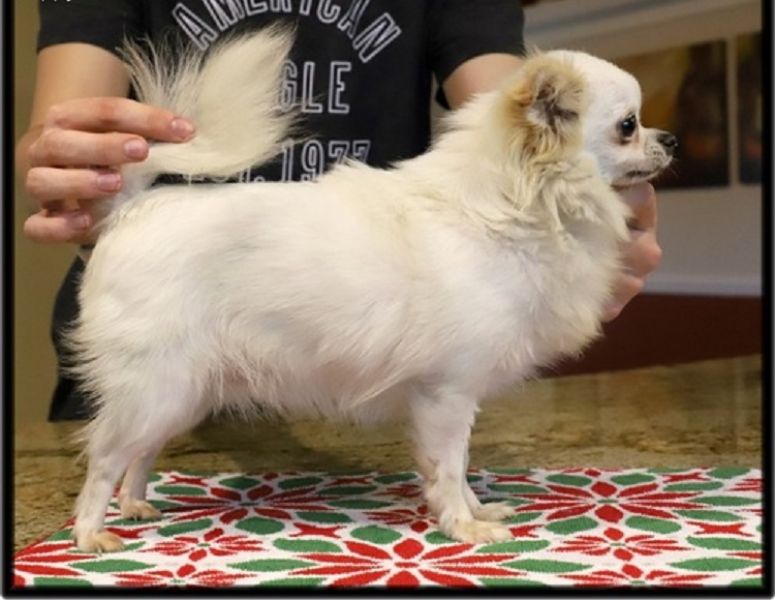 Regalo Cuccioli di Chihuahua maschio e femmina disponibili ,