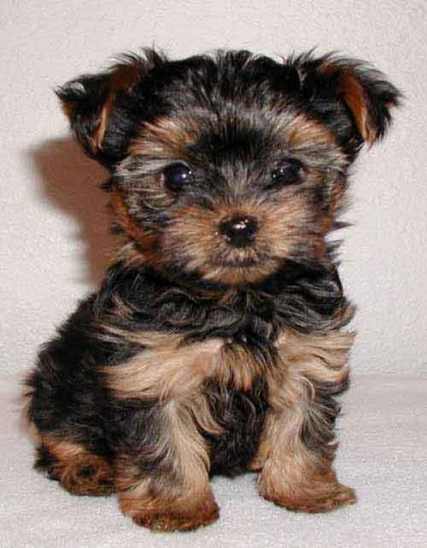 Adorabili yorkshire terrier