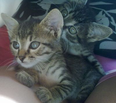 Bellissimi gattini nati a fine aprile