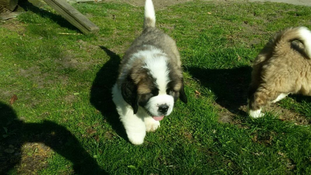  cuccioli di san bernardo per adozione ( maschio e femmina )