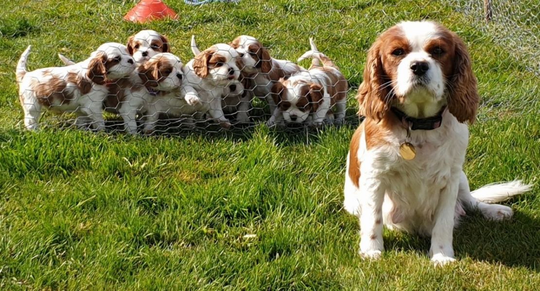 Regalo Cavalier King Disponiamo di una cucciolata di Cavalier King, i cuccioli verranno Dato dopo 90