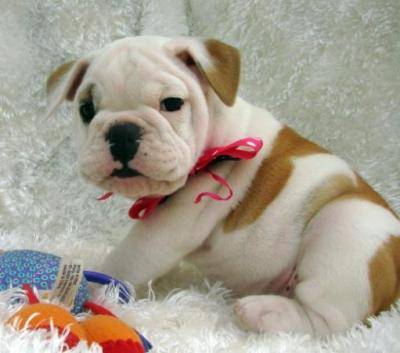 regalo splendidi cuccioli di BULLDOG INGLESE 