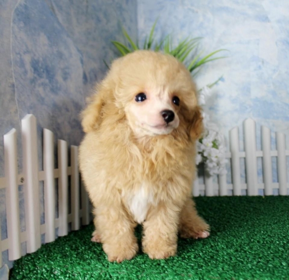 Regalo abbiamo cuccioli di barboncino
