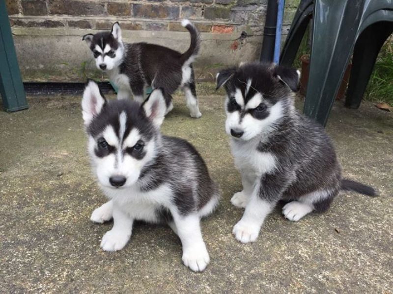 Molto bella e sani cuccioli di Sibarian husky  per adozione maschi e femmine disponibili (gratis) 