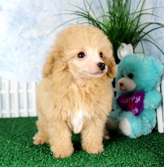 Regalo abbiamo cuccioli di barboncino
