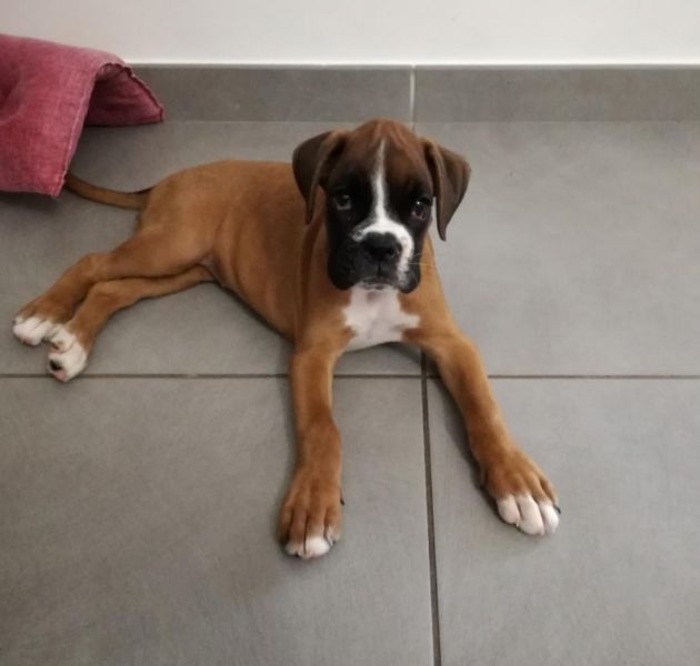 Regalo Cuccioli di boxer in pronta consegna i cuccioli verranno Dato dopo 90 giorni dalla nascita, p