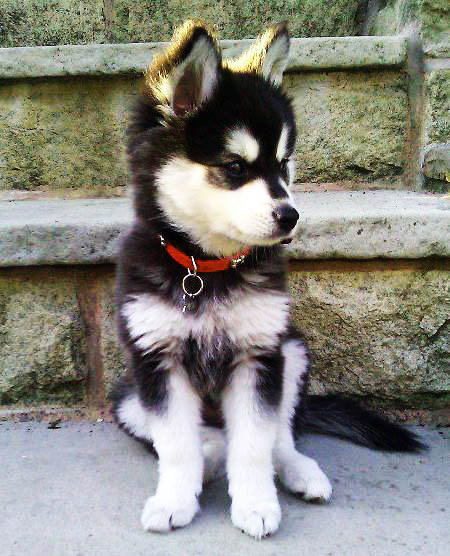 Husky siberiano