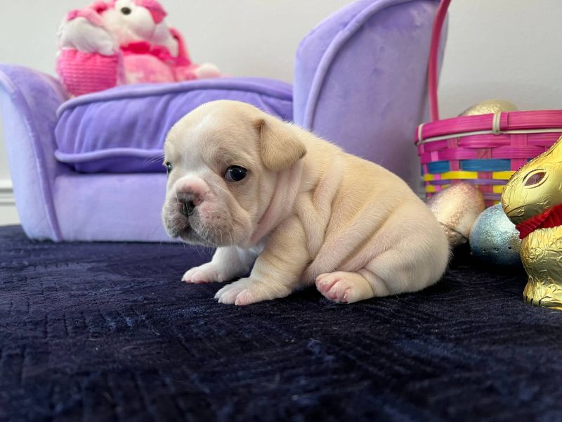  Regalo Meravigliosi cuccioli di bulldog francese  Casa cresciuto, salute garantita, vasino addestra