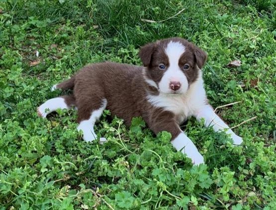 Regalo Cucciolo di Border collie in pronta consegna i cuccioli verranno Dato dopo 90 giorni dalla na