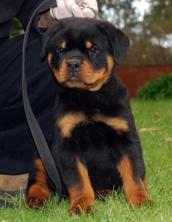 Cuccioli di Rottweiler maschi e femmina