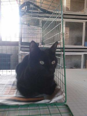 Nadine, dolce micia nera in cerca di casa