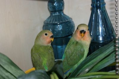 Inseparabili 20�