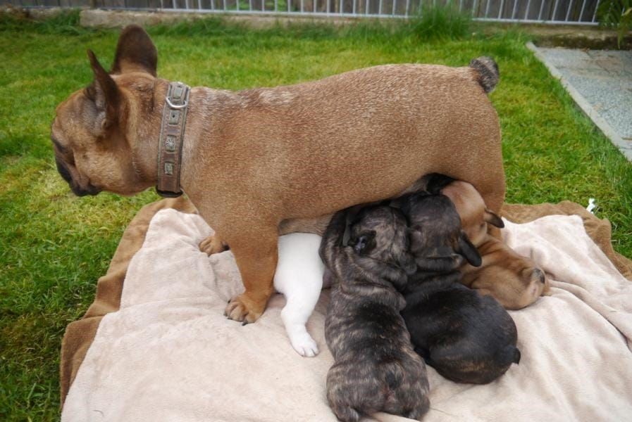Molto bella e sani cuccioli di Bulldog Francese per adozione maschi e femmine disponibili (gratis) 