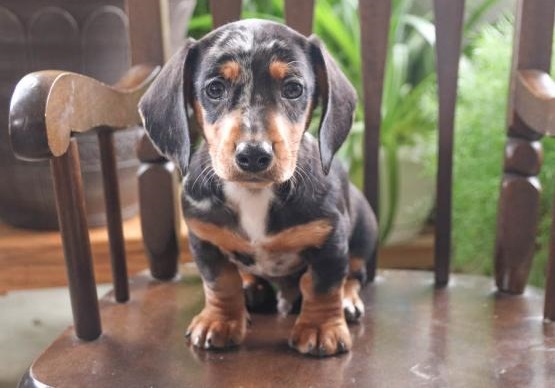 Regalo Cuccioli di bassotti in pronta consegna i cuccioli verranno Dato dopo 90 giorni dalla nascita