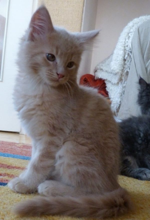   gattini main coon per adozione ( per regalo )