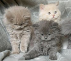 Adorabili cuccioli di British shorthair